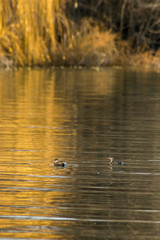 Fototapeta na wymiar Cormorant fishing in the lake wildlife