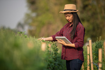 Asian female farmers are surveying and recording the information of crop growth.