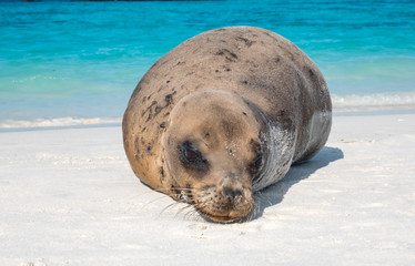 Large sea lion groups resting on a sandy beach on Espanola Island, Galapagos Islands, Ecuador