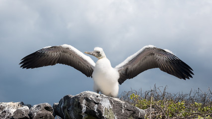 Nazca booby chick learning to fly on a cliff on Espanola Island, Galapagos Islands, Ecuador