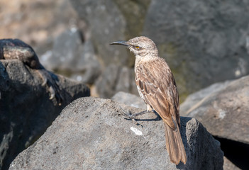 Mocking bird on Espanola Island, Galapagos Islands, Ecuador