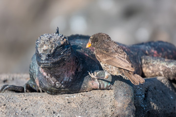 A Darwin finch eating the shading skin from a marine iguana on Espanola Island, Galapagos Islands,...