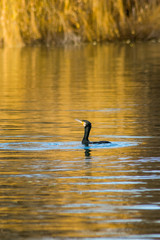 Cormorant fishing in the lake wildlife