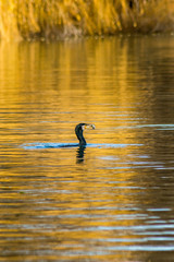 Obraz na płótnie Canvas Cormorant fishing in the lake wildlife