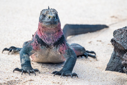 Marine Iguana on a sandy beach on  Espanola Island, Galapagos Islands, Ecuador