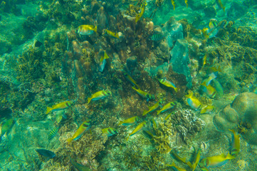 Naklejka na ściany i meble Fish swim under water with coral reef sea turquoise water
