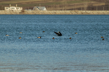 Cormorant fishing in the lake wildlife