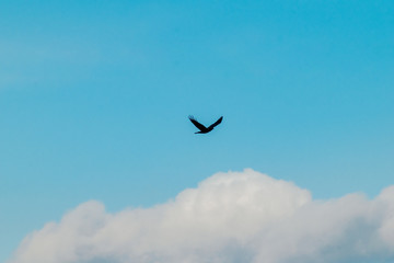Raven flying on blue sky