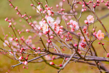 Fototapeta na wymiar Sakura Flowers, Imperial Palace Park, Tokyo, Japan