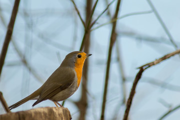 Robin bird sitting in wildlife 