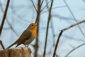 Robin bird sitting in wildlife 