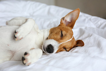 Cute Jack Russel terrier puppy with big ears sleeping on a bed with white linens. Small adorable doggy with funny fur stains lying in adorable positions. Close up, copy space, background.