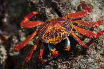 Sally Lightfoot Crab, Floreana Island Highlands, Galapagos Islands, Ecuador