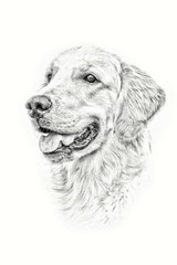 portrait of a dog