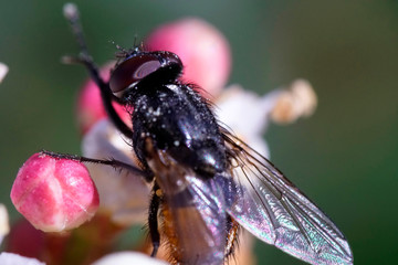 Horse fly - Tabanus bovinus - with dark red eyes on a flower