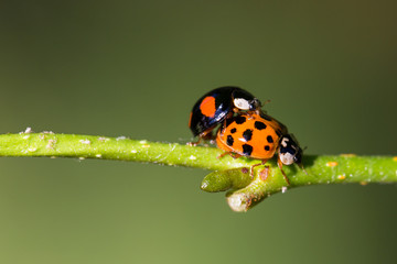 coupling of ladybirds on a rod