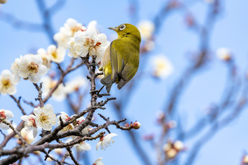  梅の蜜を吸うメジロ