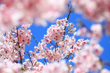 美しい日本の桜