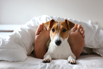 Emotional support animal concept. Sleeping man's feet with jack russell terrier dog in bed. Adult...