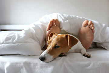 Emotional support animal concept. Sleeping man's feet with jack russell terrier dog in bed. Adult...