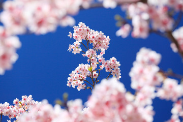美しい日本の桜