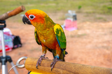 Parrot with close up view