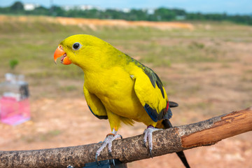 Parrot with close up view