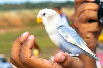 Parrot with close up view