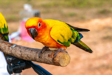 Parrot with close up view