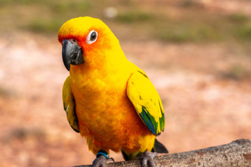 Parrot with close up view