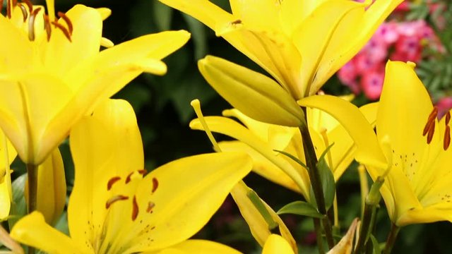 Yellow lily flowers in close up