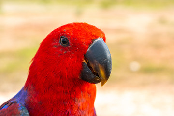 Parrot with close up view