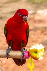 Parrot with close up view