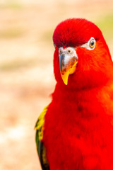 Fototapeta premium Parrot with close up view