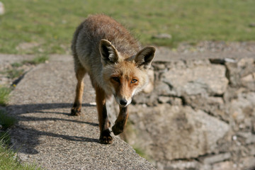 Fox walking and approaching