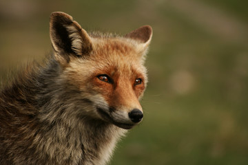 Naklejka na ściany i meble Portrait of red fox