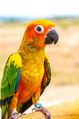 Fototapeta na wymiar Parrot with close up view