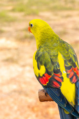 Parrot with close up view