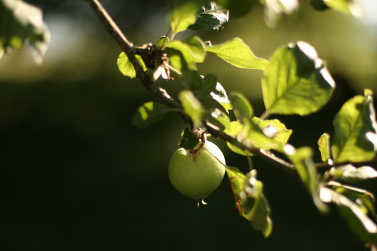 Apple on an apple tree