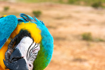 Parrot with close up view