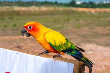 Parrot with close up view