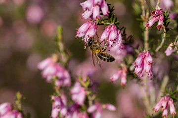 Honey bee on heath flowers