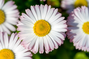 Fototapeta premium Closeup of a beautiful pink and white Marguerite, Daisy flower. Leucanthemum vulgare, the ox-eye daisy, oxeye daisy. Summer background