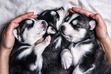 three sleeping husky puppies © Volodymyr Shevchuk