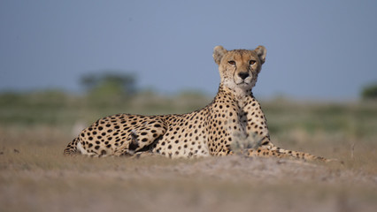 Cheetah resting on the savanna