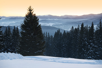 Picturesque mountain landscape with snowy forest in winter