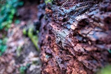 2020-02-26 A SECTION OF A OLD GROWTH STUMP ON THE WOODS ON MERCER ISLAND