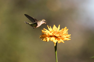 Ruby-Throated Hummingbird flying and eating nectar from a flower
