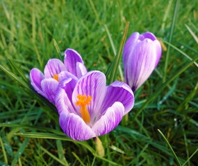 Obraz premium crocus in spring