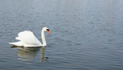 swan floating on the surface of the lake